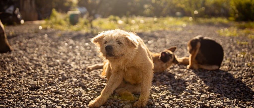 cachorro coçando