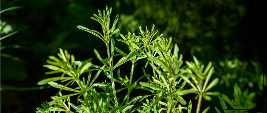 cleavers leaves