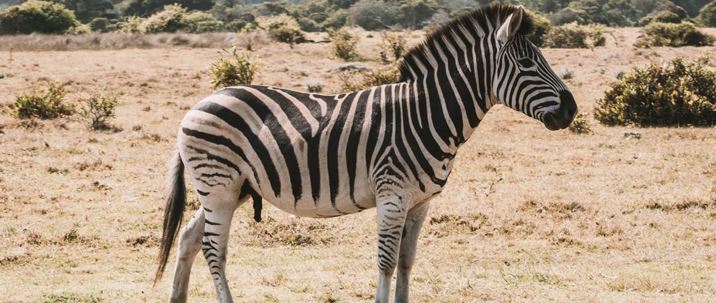 Zebra