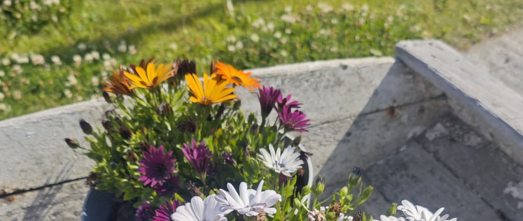 margherite colorate in vaso in giardino al sole