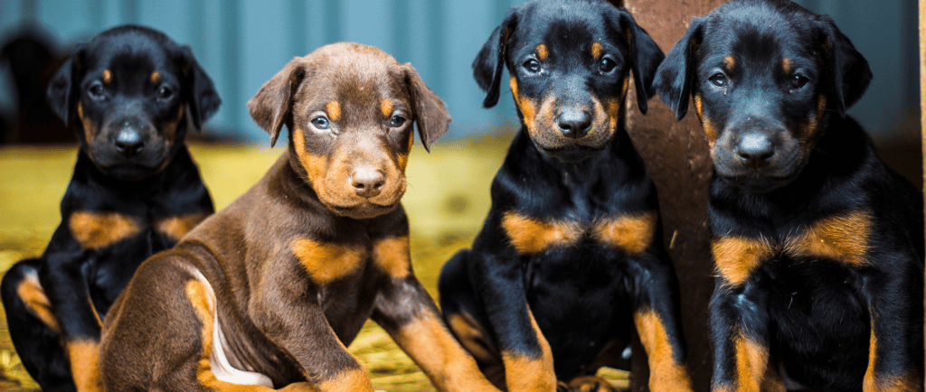 ernährungsberatung-für-hunde-soltau