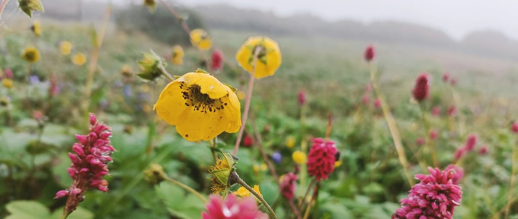 Closeup of pink and yellow wildflowers in a foggy alpine field