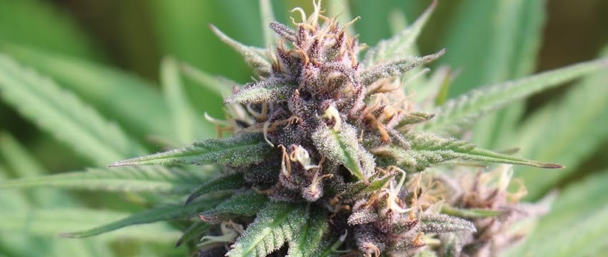 Ferme de belon fleur de CBD