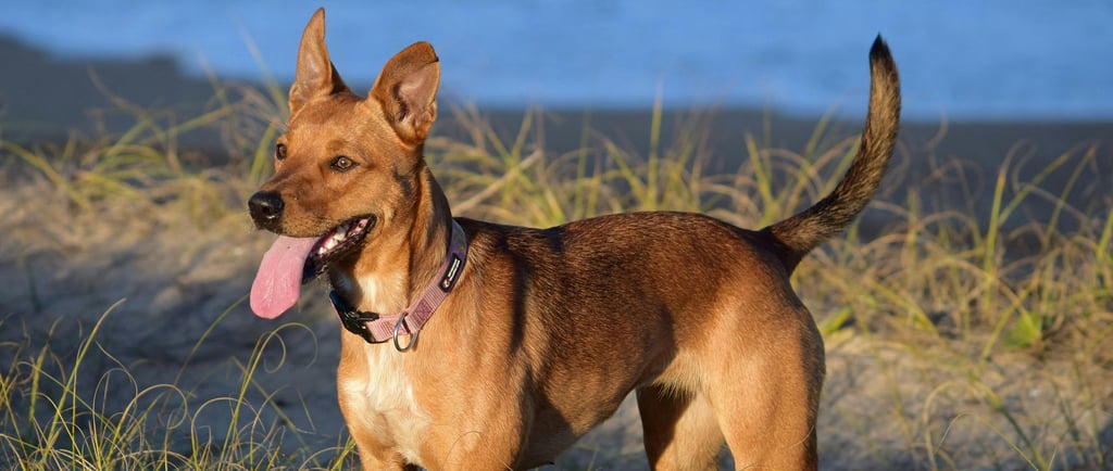 Cachorro com a língua para fora