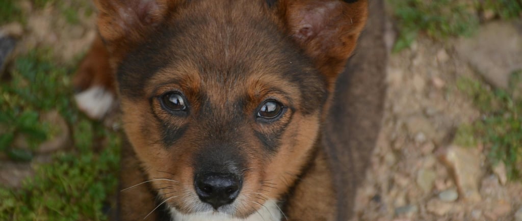Cachorro com cinomose