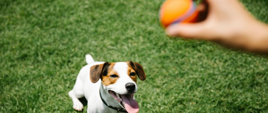 Cachorro pegando bola