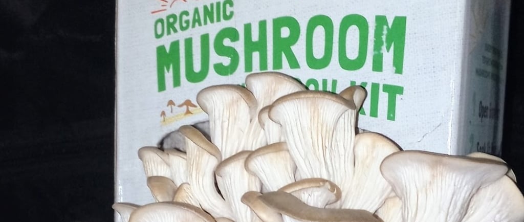 Back to the roots mushroom grow kit