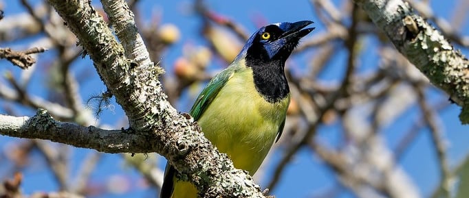 A green blue and black bird, the Green Jay, perched on a branch in the Comitan Highlands in Chiapas.