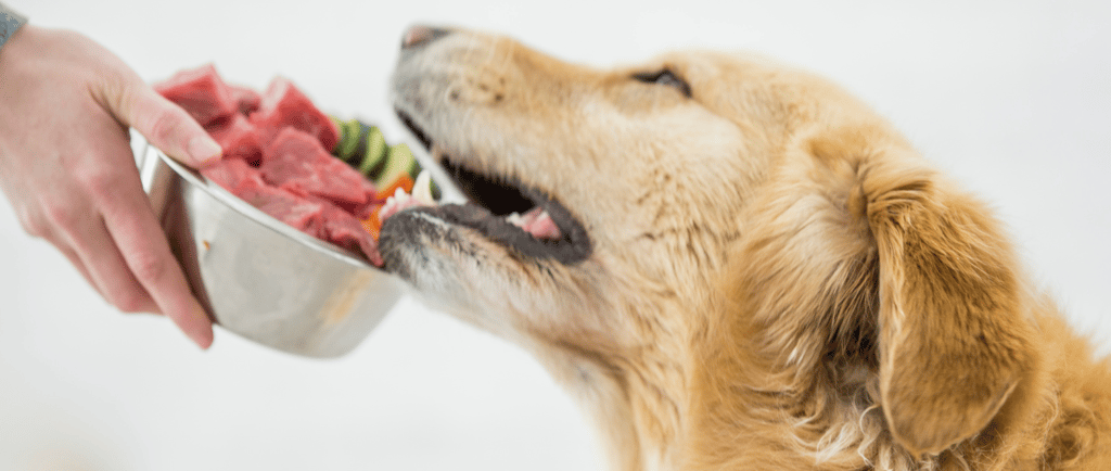 ernährungsberatung-für-hunde-soltau