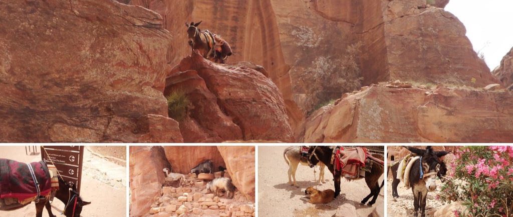 Vários animais espalhados pela montanha de Petra, incluindo burros e camelos.