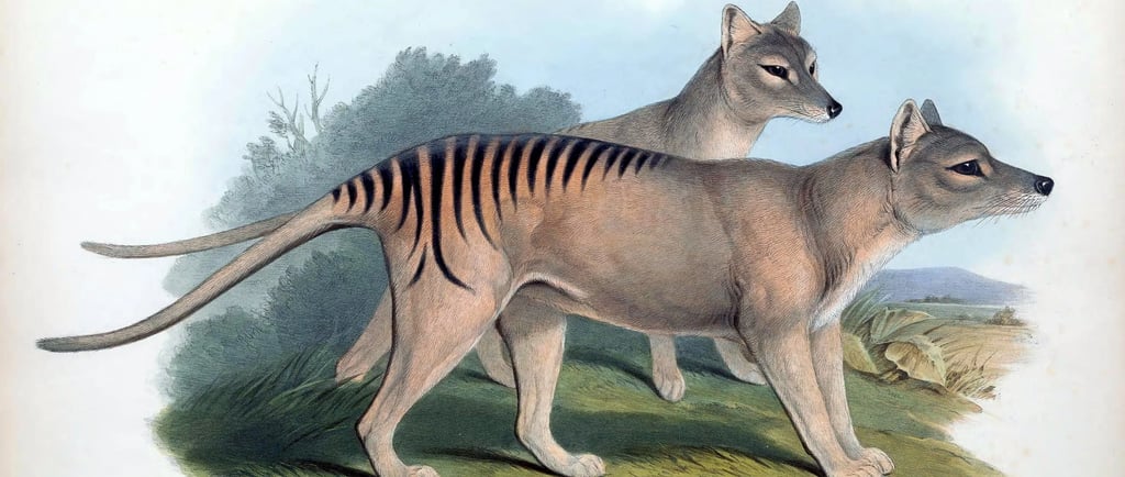a drawing of a Tasmanian Tiger
