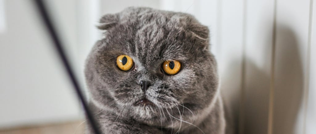 Gato cinza