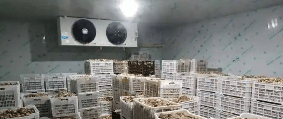 Mushroom growing cold room interior with racks
