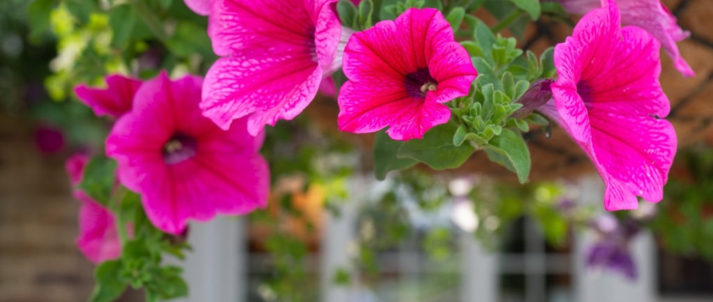 Pub garden photography