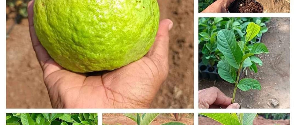 a person holding a green plant in a garden