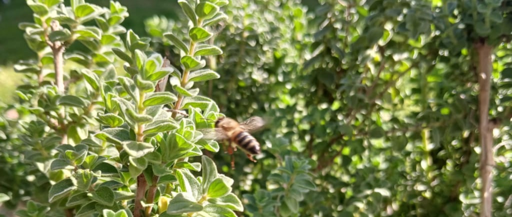 a bee on Organic Greek oregano plant