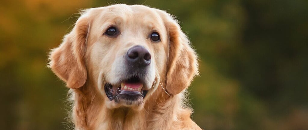 Golden Retiever