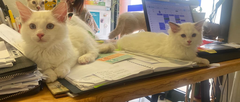 Gatto ragdoll da veterinario