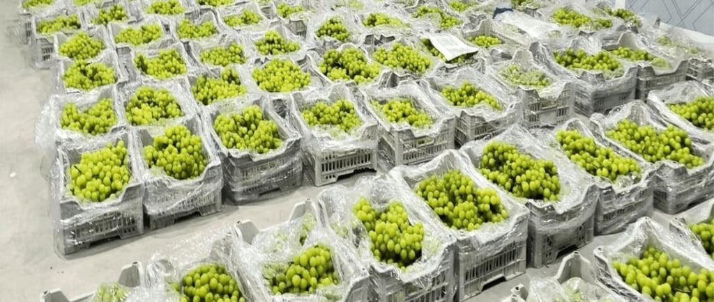 fruit and vegetable cold room for fresh produce storage