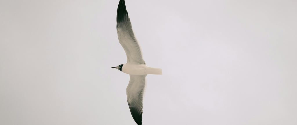 🐦 Aves: Características, Espécies e Como Elas Se Adaptam aos Mais Diferentes Ambientes do Mundo