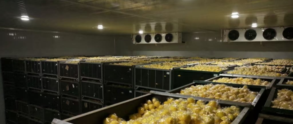 lemon cold storage room interior