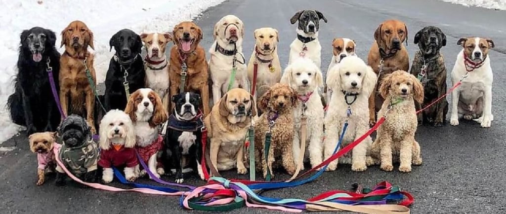 Cachorros do mundo