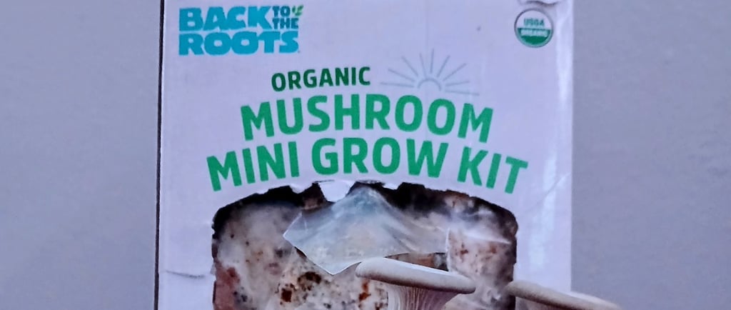 Back to the Roots Organic Mushroom Grow Kit displayed on a countertop, showing the growing block and