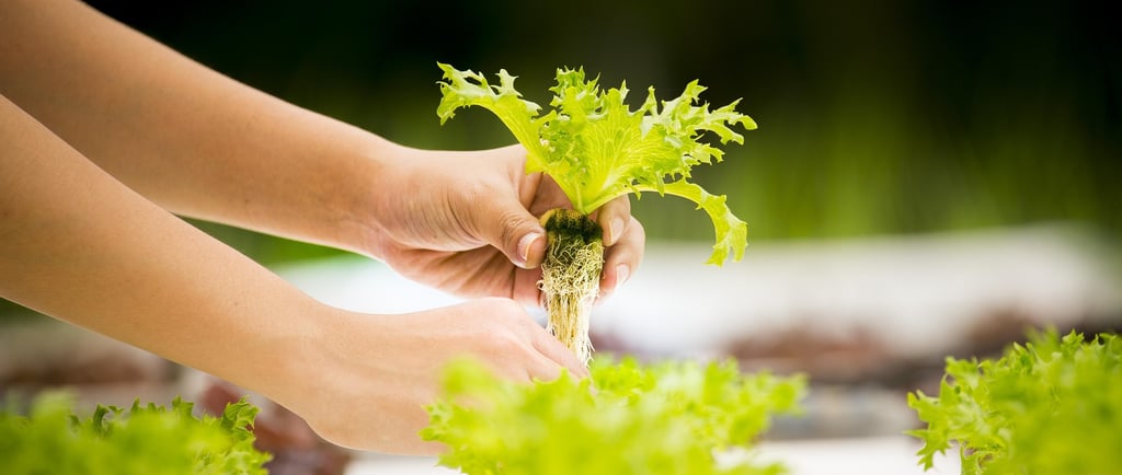 aditivos,alimentos,aditivos quimicos,nutrición animal, futuro sostenible.