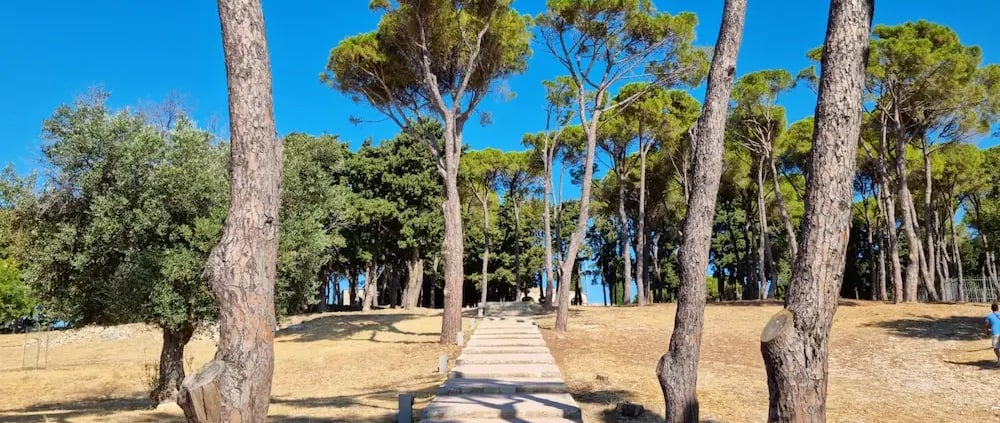 Concrete pathway lined with tall pine trees leading up a sunny hill under a clear blue sky.