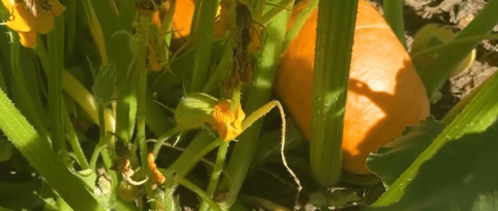 Squash in August still have a ways to go before harvesting.