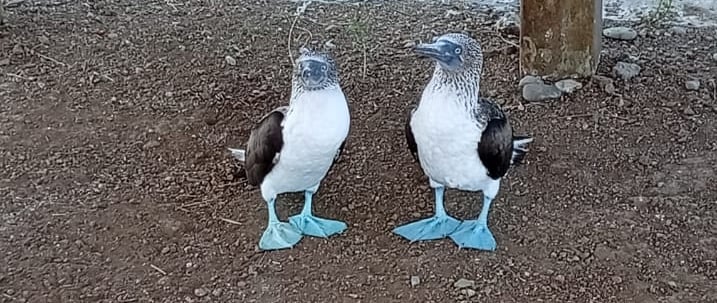 Isla De La Plata in Ecuador - Sula Piediazzurri
