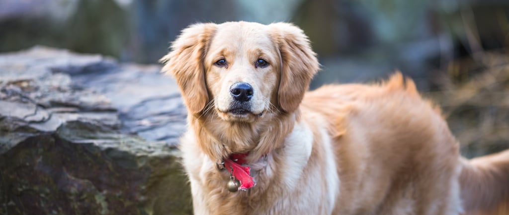 golden retriever