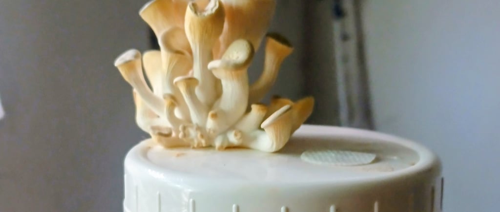 blue oyster fruiting out the top of a grain jar