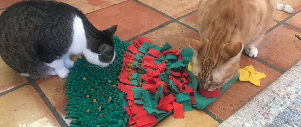 cats with a snuffle mat