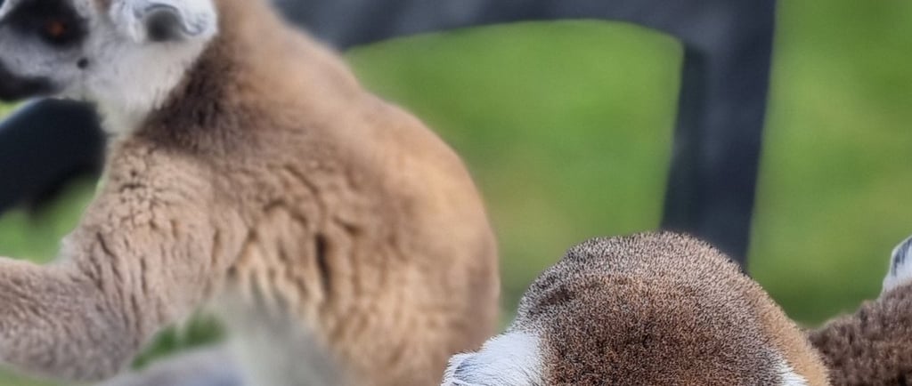 a group of lemurs sitting on top of a chair