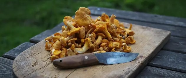 Une poignée de champignons jaunes, posée sur une planche en bois, derrière un couteau rustique.
