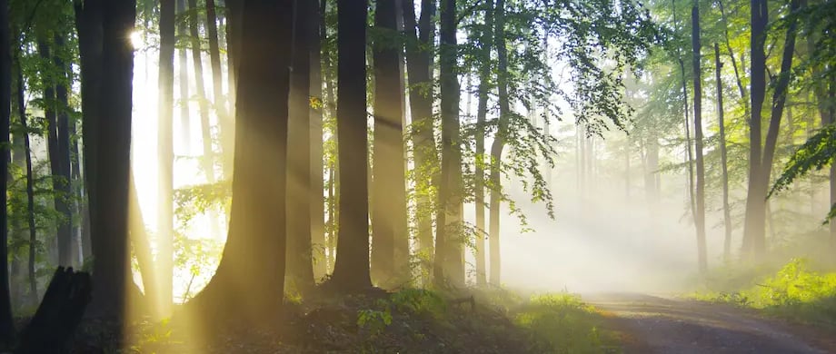 Gestalt et enseignement, thérapie pour enseignants
