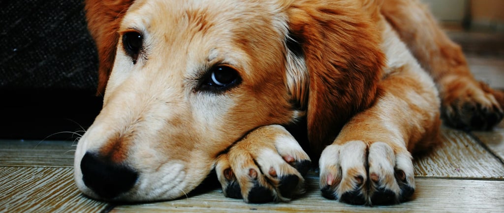 Cachorro com refluxo