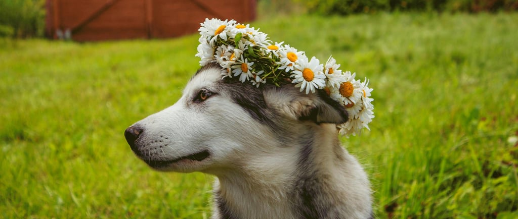 Cachorra femea nomes