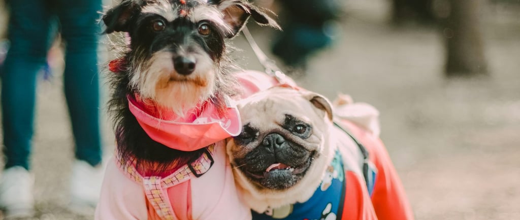 Two dog buddies enjoying the cool Charleston breeze