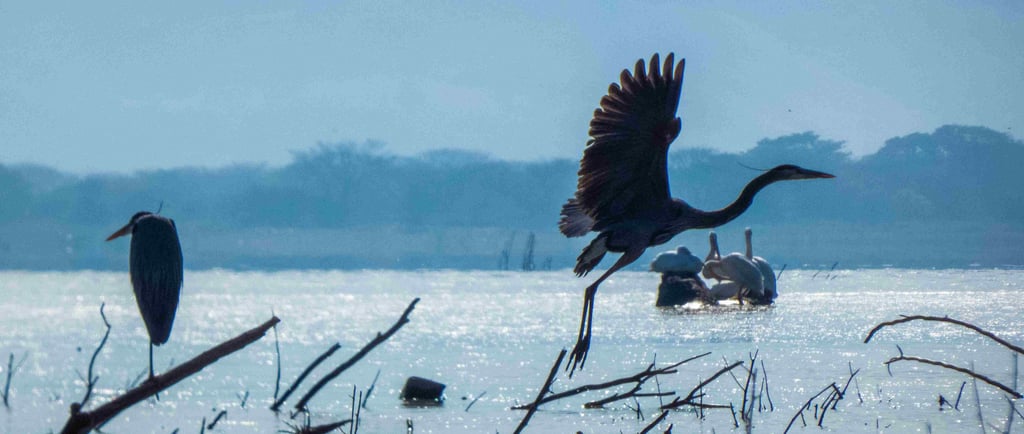 birdeatching tours el salvador- Great blue Heron in flight