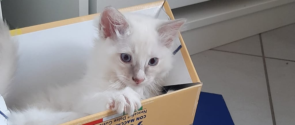 gatto ragdoll che si nasconde in una scatola