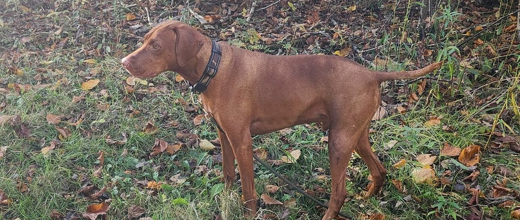 a dog standing in the grass at Little Britain Pet Resort