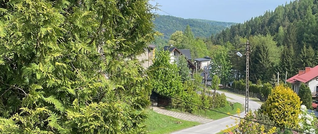 a beautiful view of trees close up and into the distance with a winding road in the centre