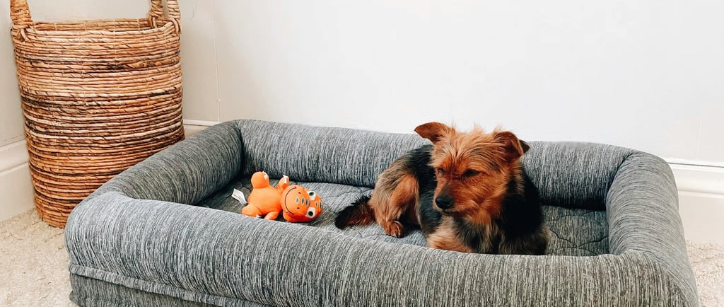 Cama de cachorro