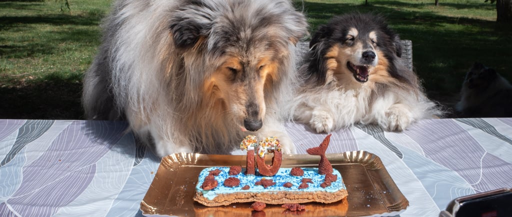 gâteau d'anniversaire pour chiens