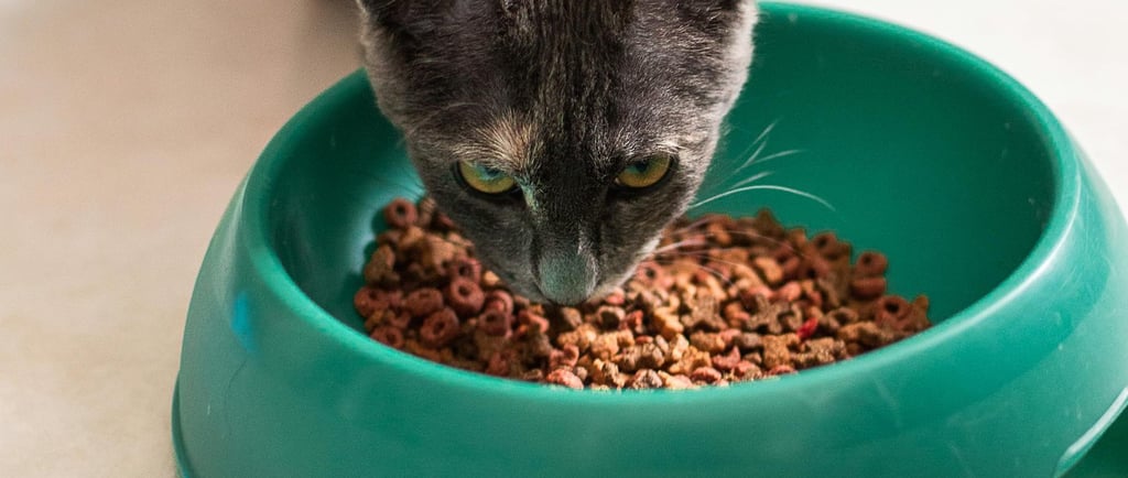Gray cat eating dry kibble from a green food bowl on a kitchen floor