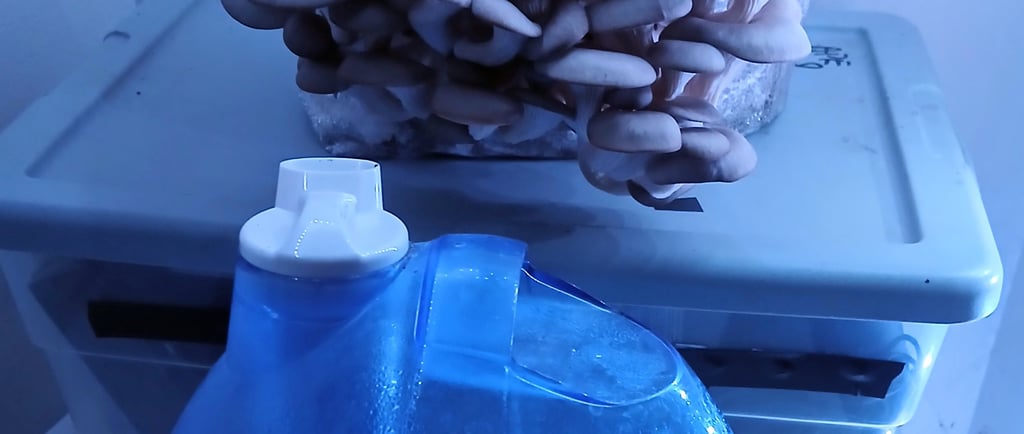 A small cool mist humidifier blowing mist toward a mushroom grow kit on a countertop