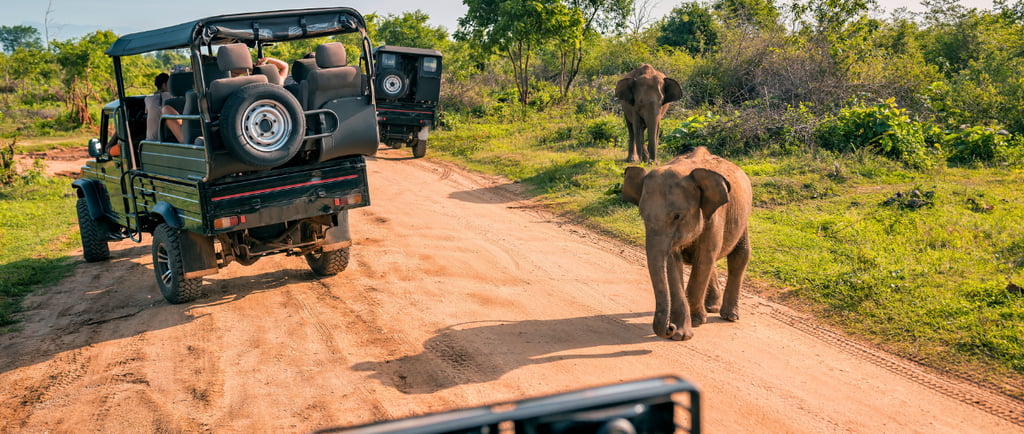 Elefantes vistos do jeep durante tour de safári no Addo Elephant Park, em Port Elizabeth (Nelson Mandela Bay), África do Sul