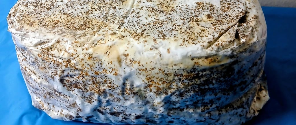 Blue Oyster mushroom fruiting block